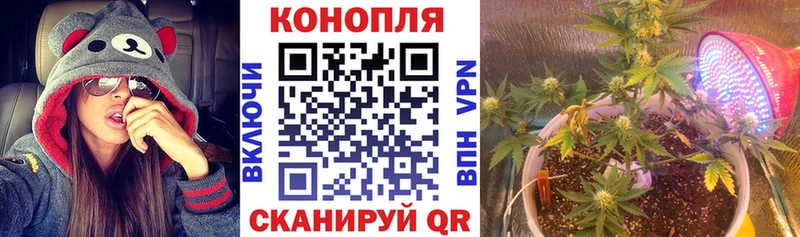 Конопля план  где можно купить   Сортавала 